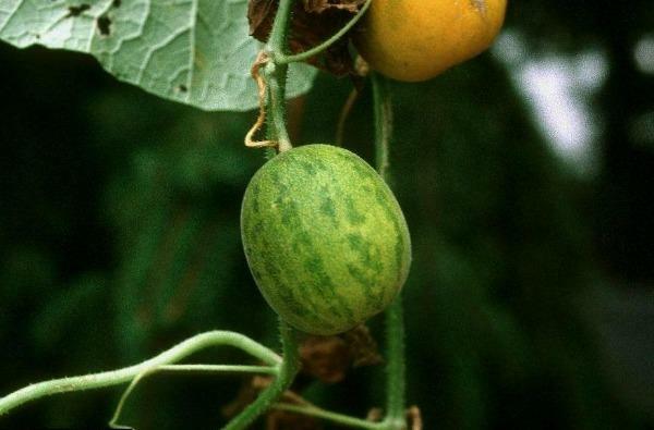 Cucumis melo ‘Argestis’ | Wild Melon | Cai Gua | Kachari | 10 Seeds