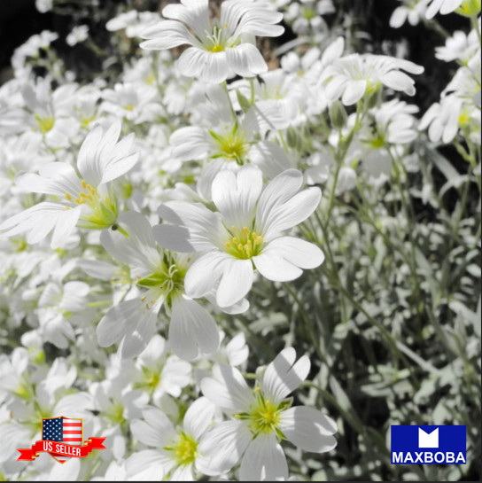 200 Cerastium Seeds Snow In Summer Biebersteinii White Non-GMO BOGO 50% OFF