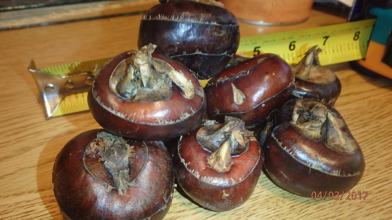 CHINESE WATER CHESTNUTS 16 bulbs (Eleocharis dulcis), edible, extremely rare