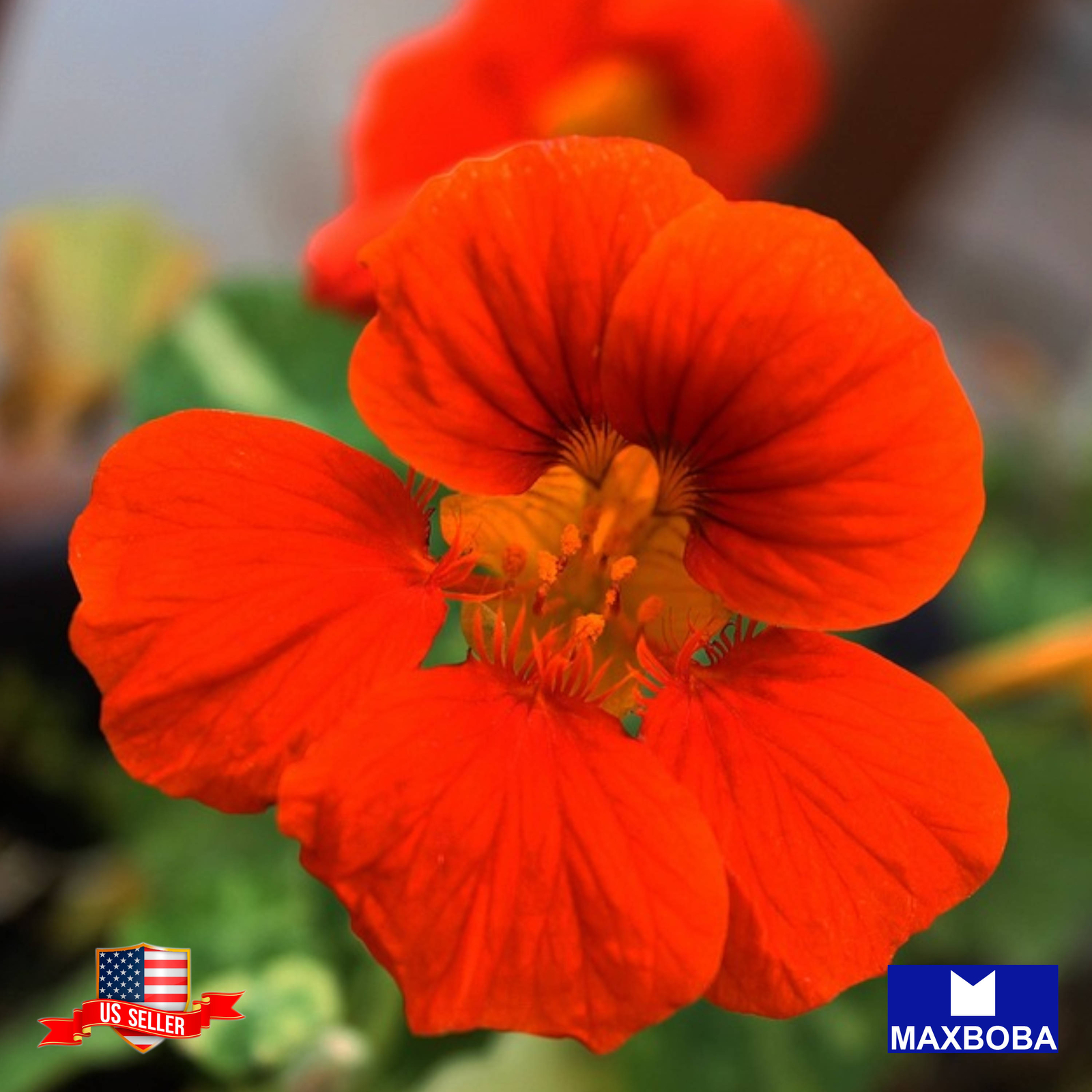 Nasturtium Seeds Jewel Mix Non-GMO Vegetable