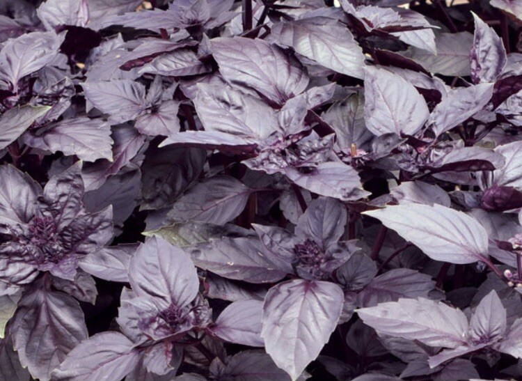 DARK OPAL BASIL Purple Herb ~50 Seeds USA Seller