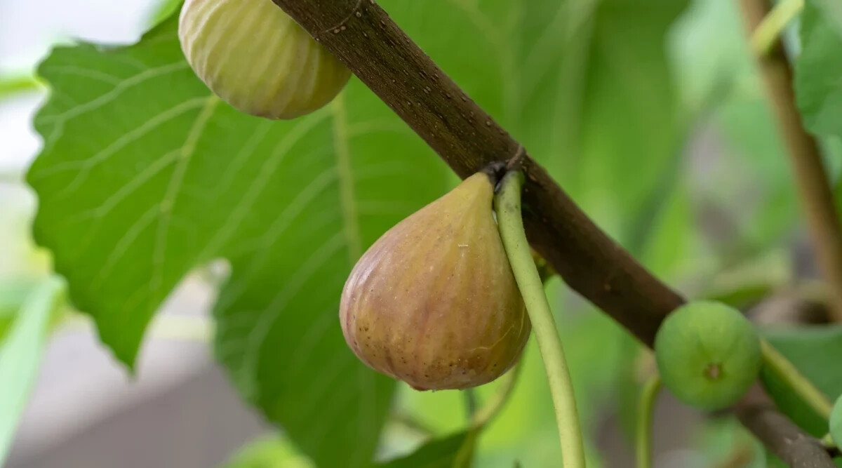 100+ Atreano Fig Seeds for Garden Planting – USA – FREE SHIPPING!