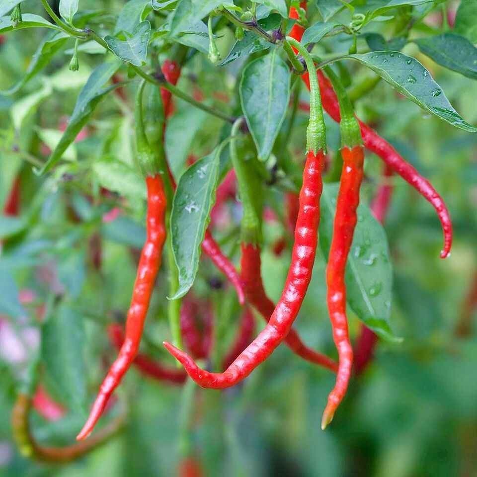 100+ Mixed Color Hot Chili Plant Seeds • 100% Fresh and Organic | FREE SHIPPING