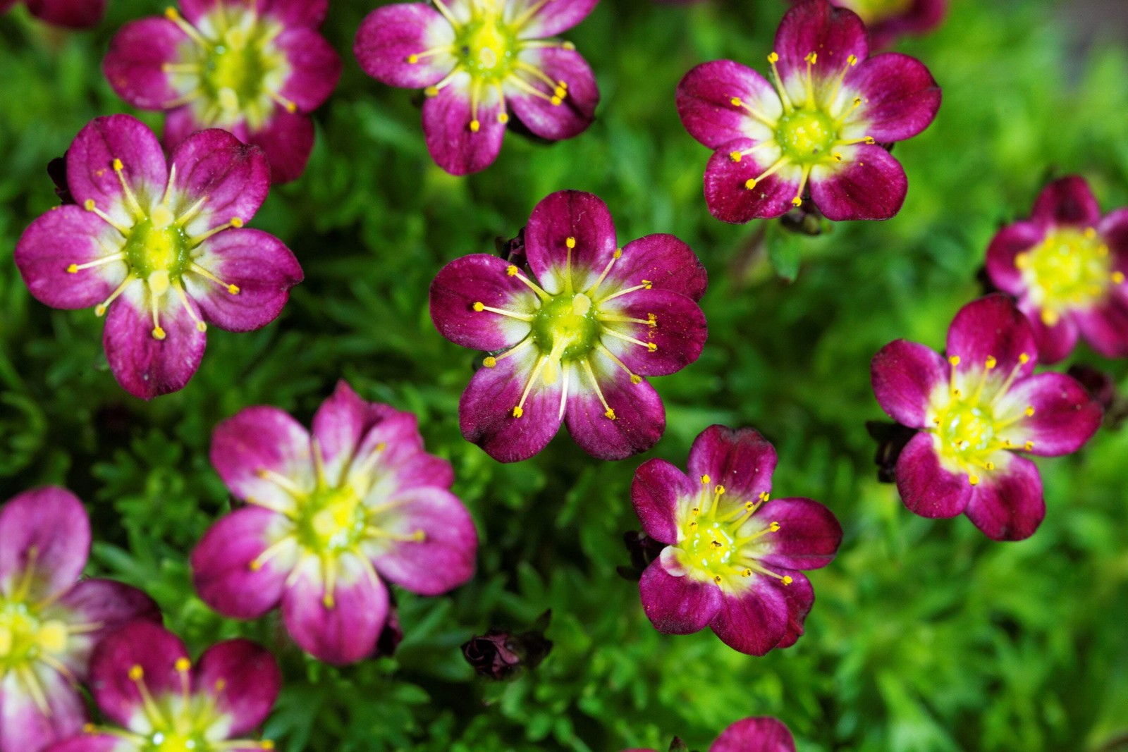 50 PURPLE ROBE SAXIFRAGA Saxifraga Arendsii Moss Rockfoil Evergreen Flower Seeds