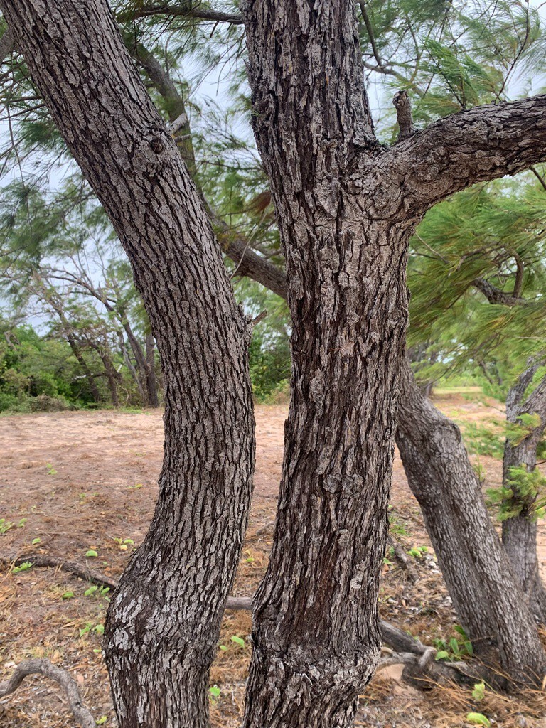 Australian Beach Pine Tree | Premium Seeds | Casuarina equisetifolia | Plants’®