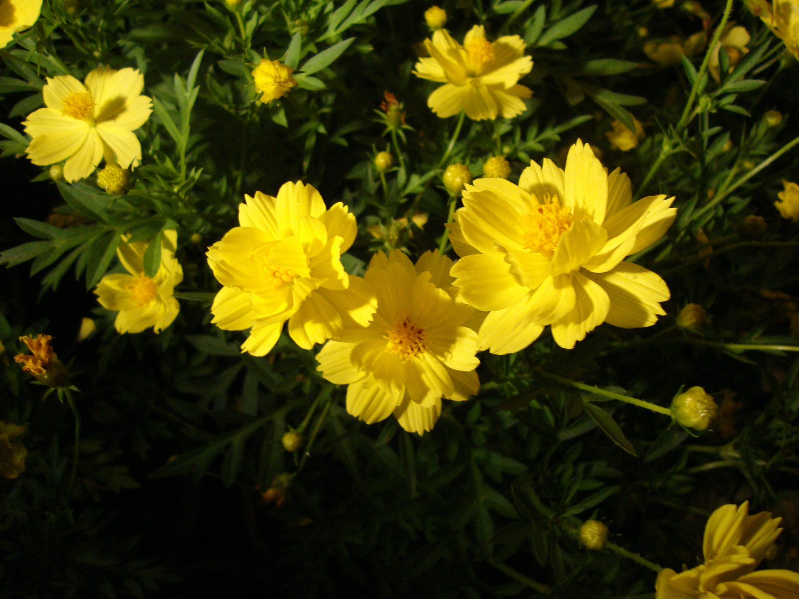 2,000 COSMOS SULPHUREUS Seeds (Yellow Sulphur Cosmos) | NON-GMO | Free shipping