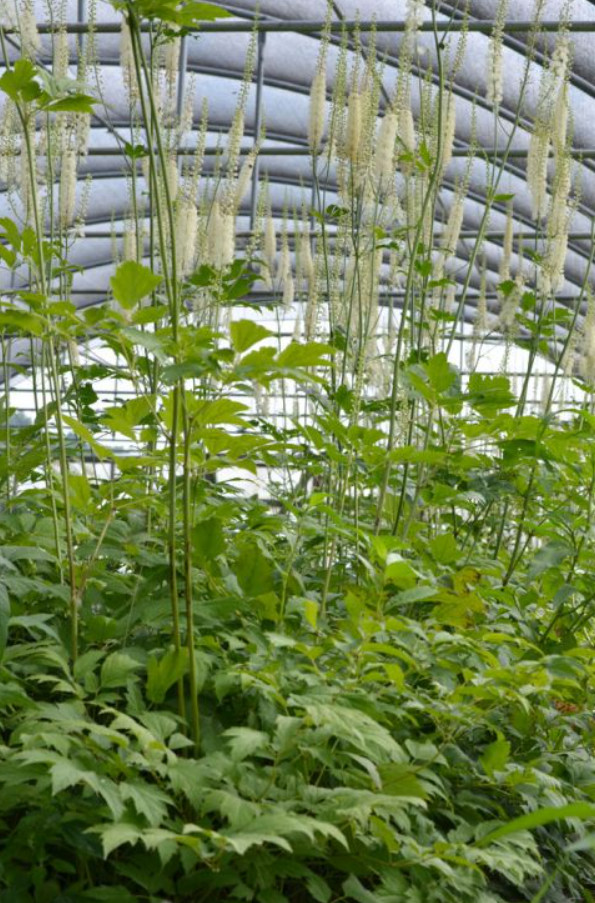 20 Black Cohosh (Actaea racemosa) Bulbs/Roots – No Shipping to AK, HI, or PR