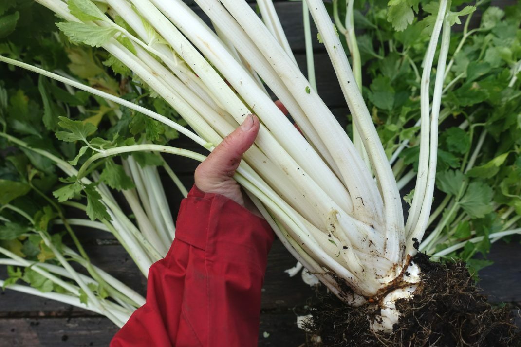 100+ Chinese White Celery Seed, Heirloom NON-GMO, Always Fresh Seeds-GOOD FLAVOR