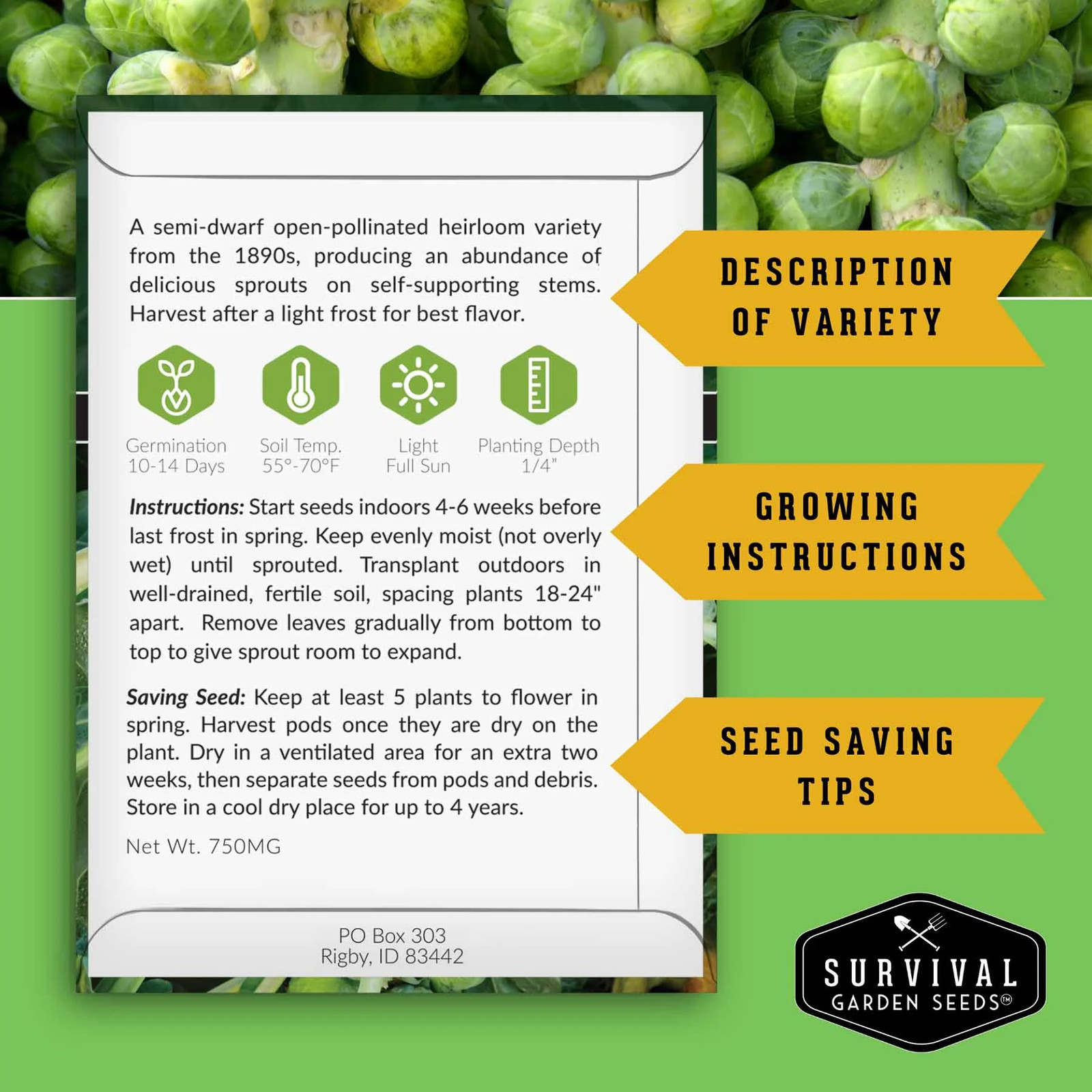 Brussels Sprouts Seed Collection – Red, Catskill & Long Island Improved