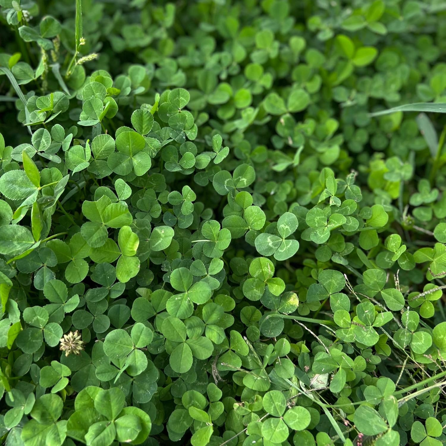 Micro Clover Seed for Lawn – 4 Oz – ~100000 Microclover Seeds for Planting – Dr
