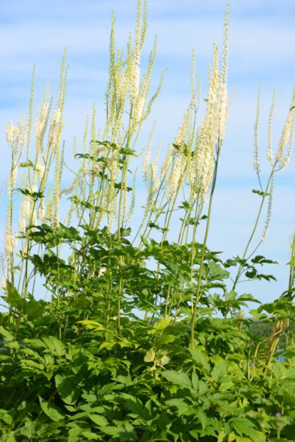 20 Black Cohosh (Actaea racemosa) Bulbs/Roots – No Shipping to AK, HI, or PR