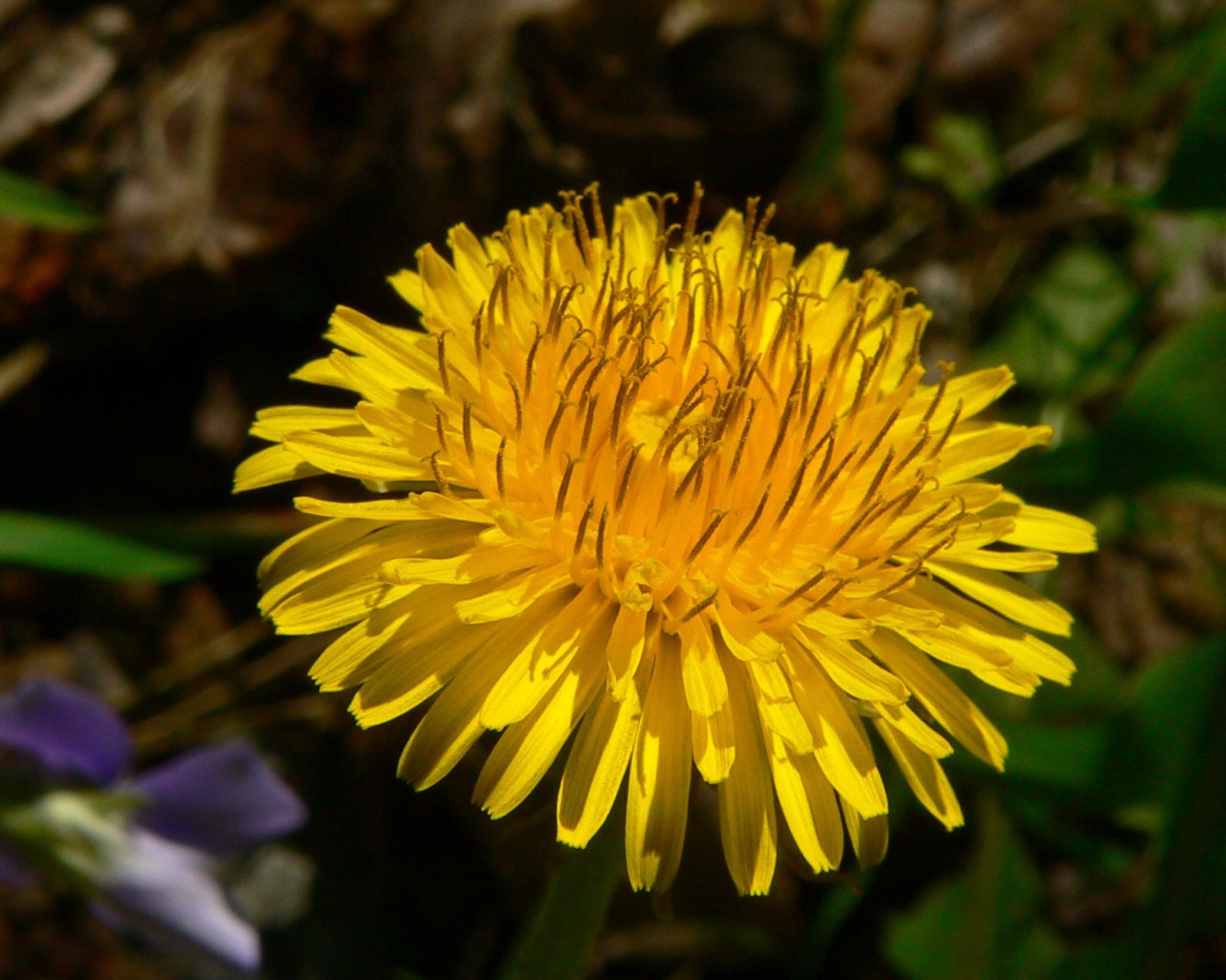 Dandelion Seeds – Taraxacum officinale – Common Dandelion Herb – 10 25 50 100 US