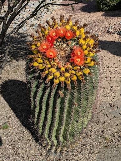 Barrel Cactus Seeds (Approx. 300 Seeds Or .8 Grams Per PACK) Edible Fruit Cactus