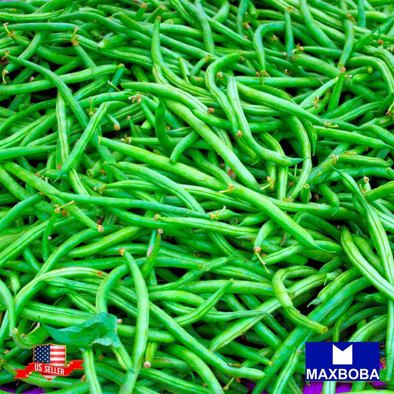 Premium Fresh 256 Seeds Bean Bush Jade Non-GMO Heirloom