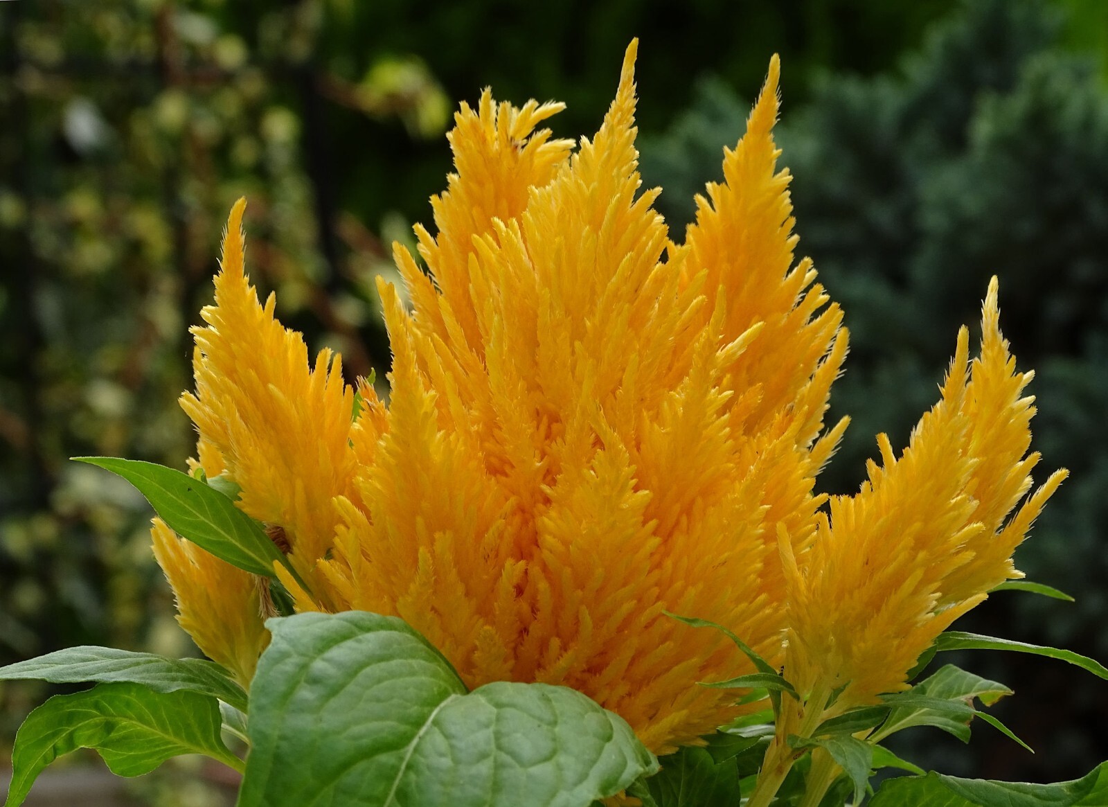 Flower Seeds- Yellow Feather Celosia- 100 Seeds