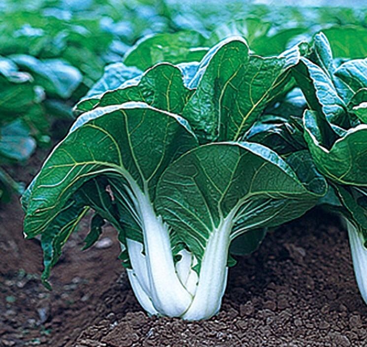 200+ Cabbage Seeds – Pak Choi – Extra Dwarf White Stem — Heirloom — RARE