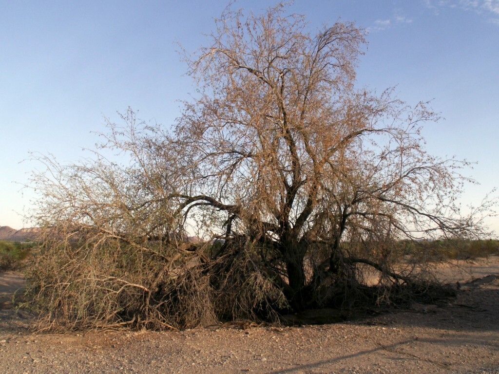 24 Ironwood Tree Seeds, Arizona Iron Wood Tree Seed, Southwest