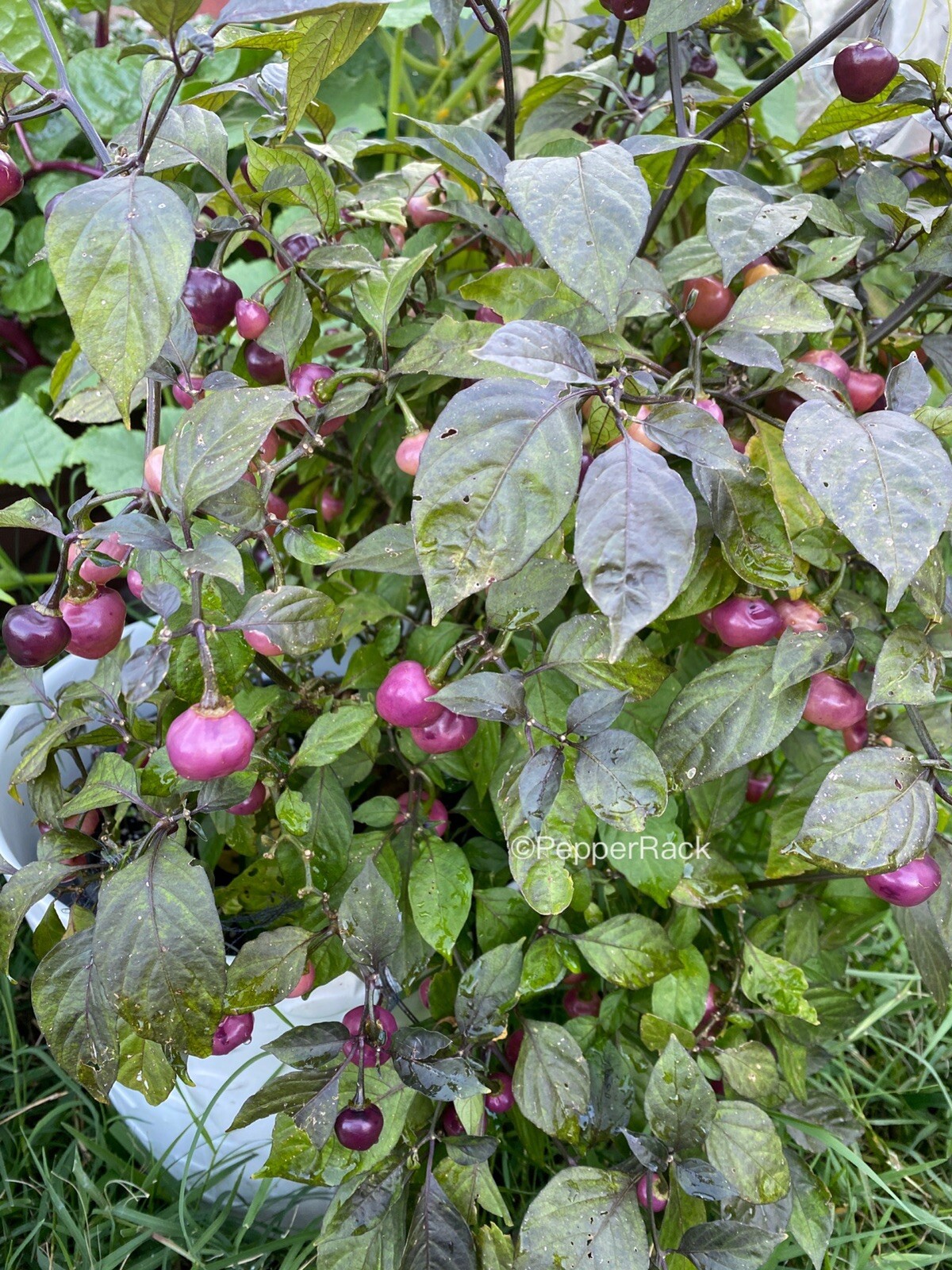 RARE✿ NEW! Cheiro Roxa Hot Chile Pepper 10 Seeds ●Prolific