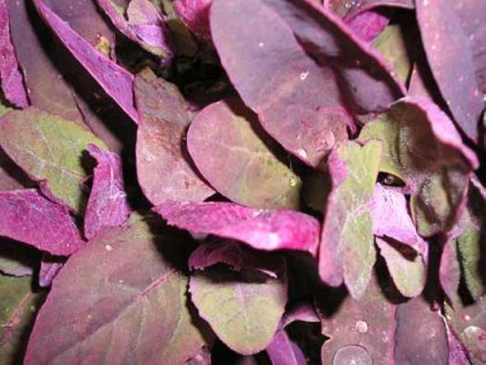 100 Orach Purple Passion Mountain Spinach Seeds