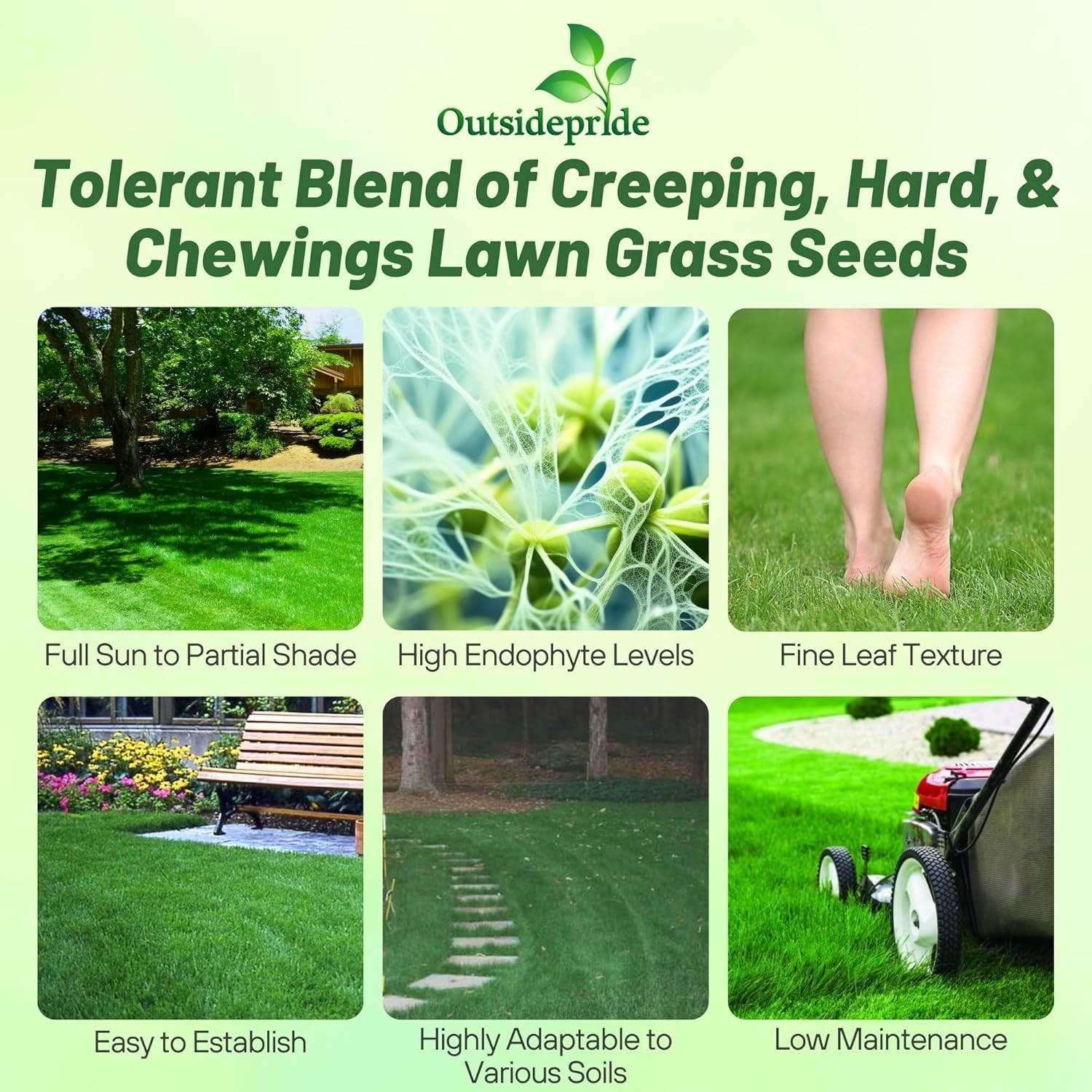 25 LBS – OptiGrowth Coated Legacy Fine Fescue Grass Seed For Lawns – Grass