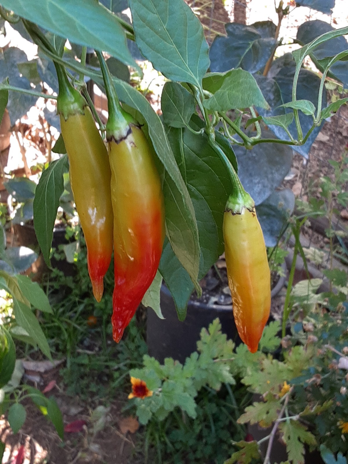 25 + AJI MARCHANT/ITALIAN WHITE CANNING Pepper Seeds 🇺🇸 USA Grown 🇺🇸