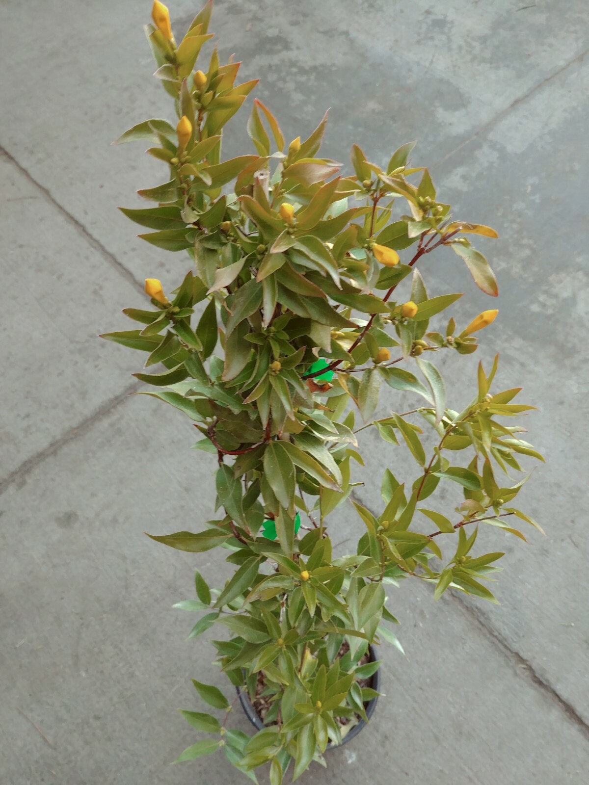 Carolina Jessamine Live Plants Yellow Flower