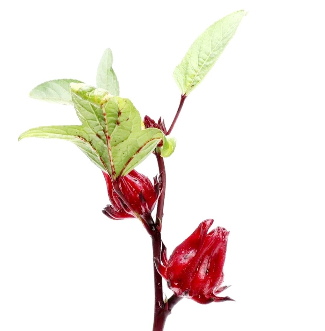 50 Roselle Seeds Jamaican Sorrel Seeds Florida Cranberry Hibiscus Sabdariffa