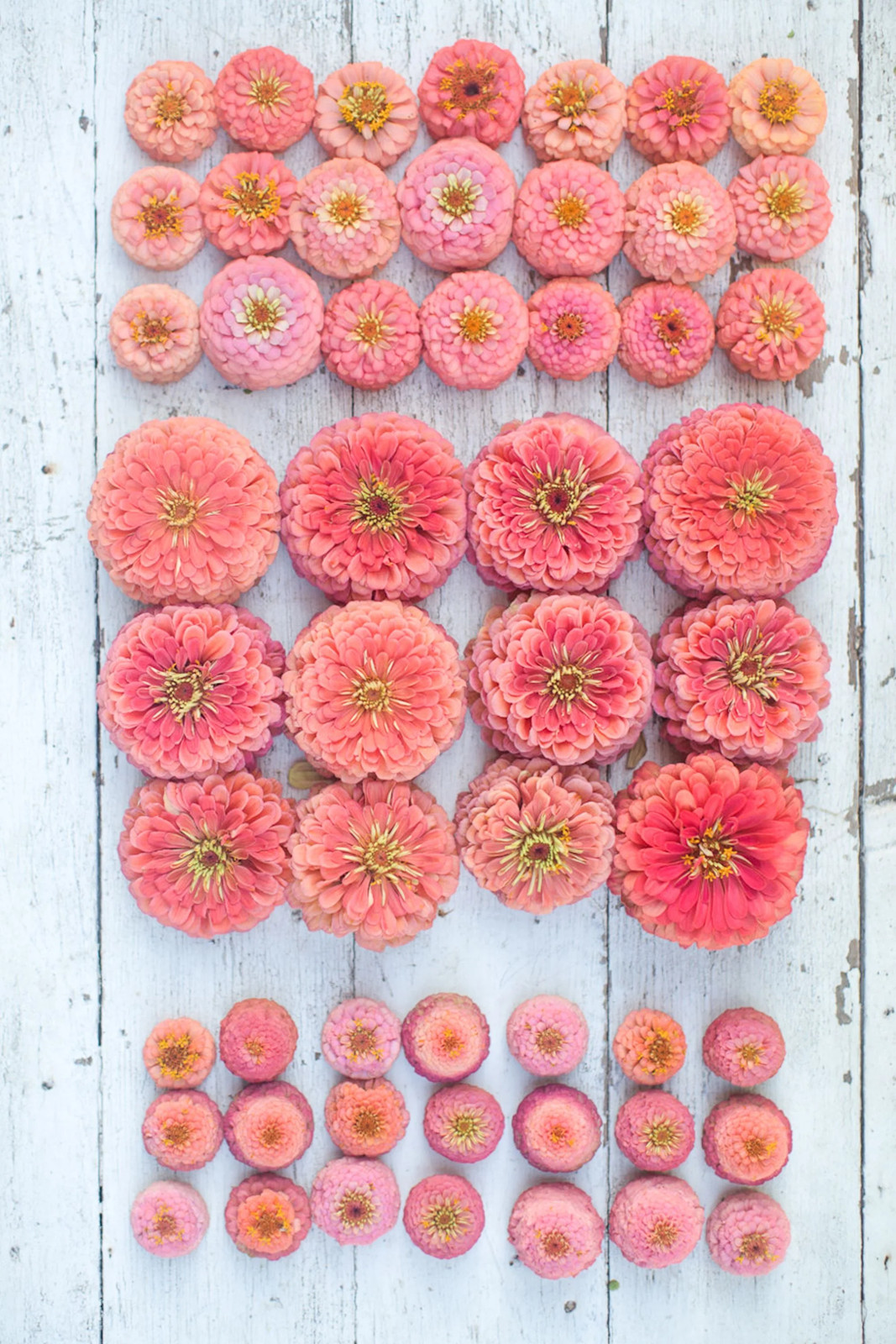 Coral Beauty Zinnia Seeds | USA Garden Flower Pink Salmon Rose Color Seed 2024