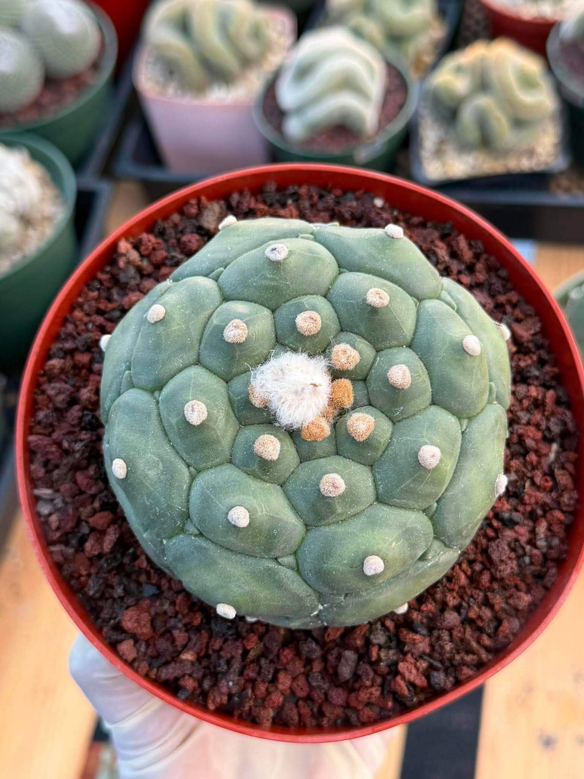 Astrophytum Kikko Turtle Form #251 | Rare Collector Cactus