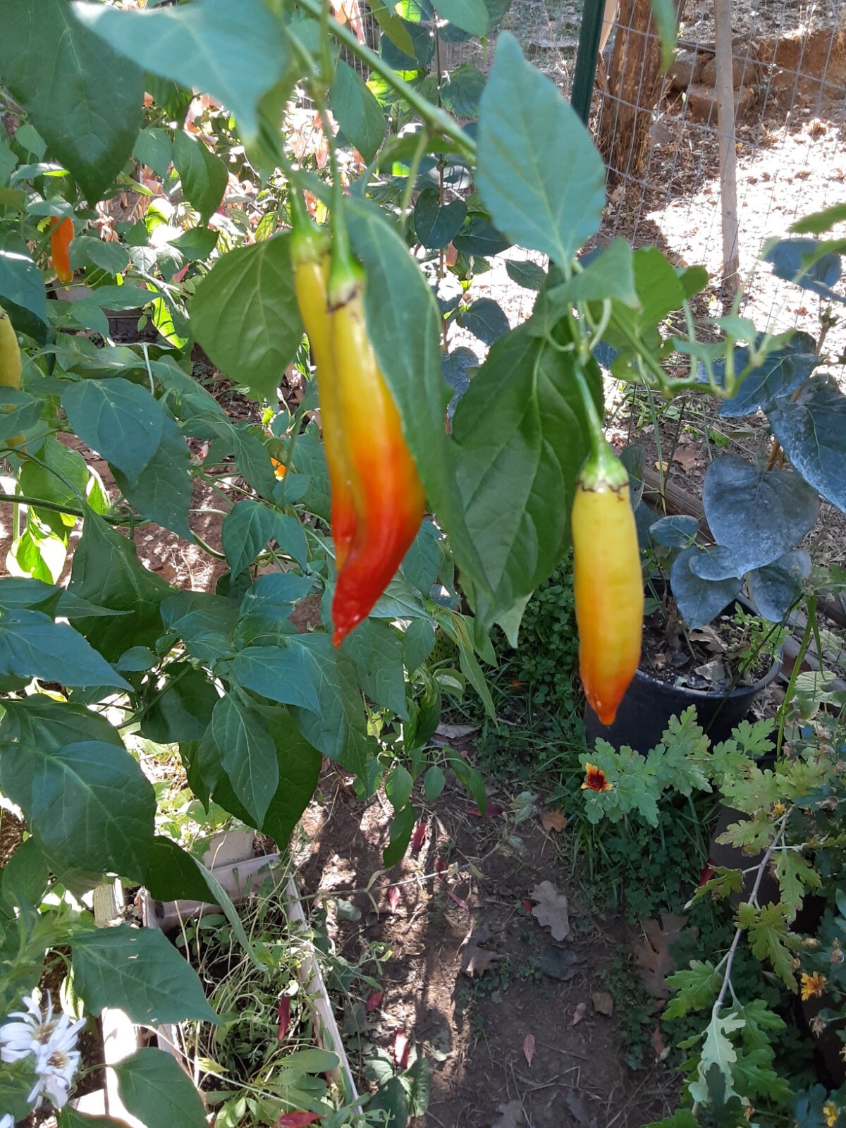 25 + AJI MARCHANT/ITALIAN WHITE CANNING Pepper Seeds 🇺🇸 USA Grown 🇺🇸