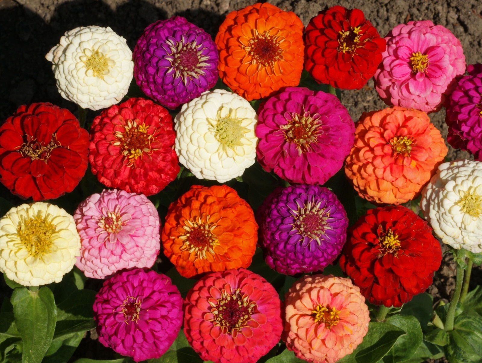 Zinnia Seeds – Lilliput Mix – 50 Seeds, Non-GMO