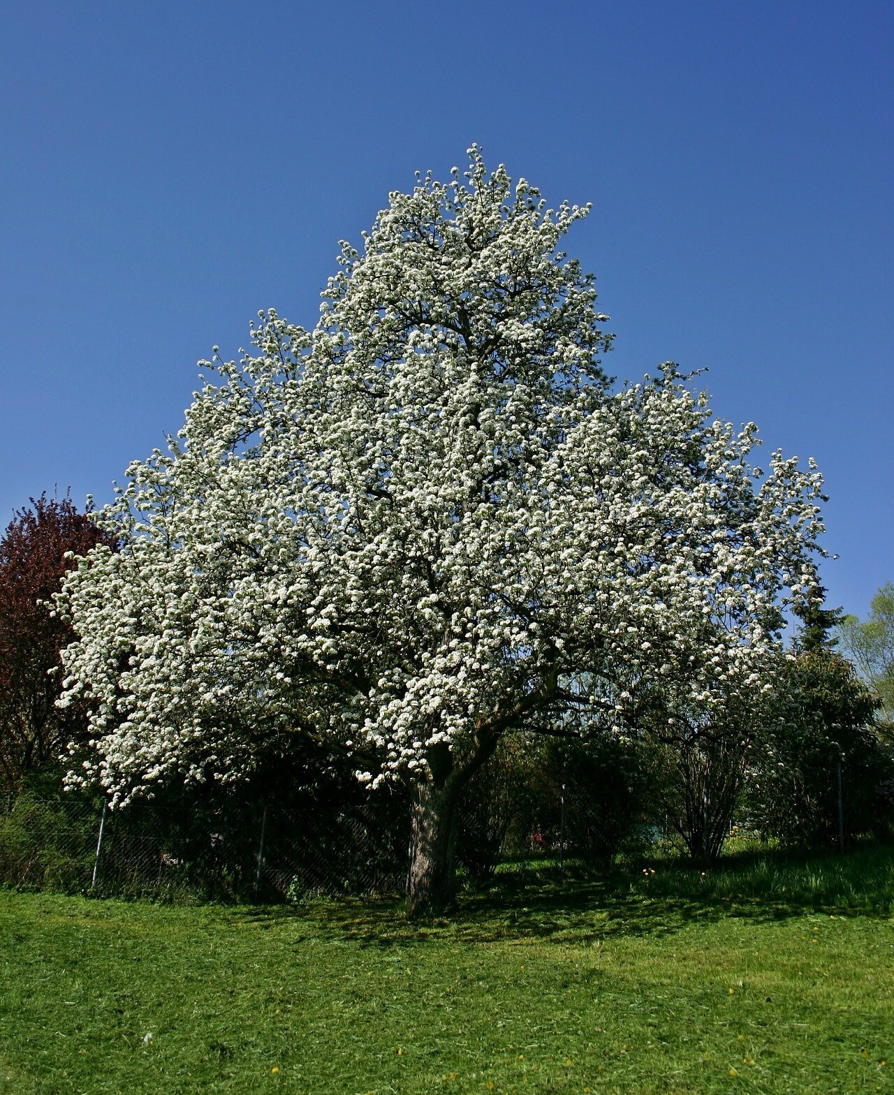 European Pear Tree | Premium Seeds | Pyrus communis ‘Spring’ | Plants’®