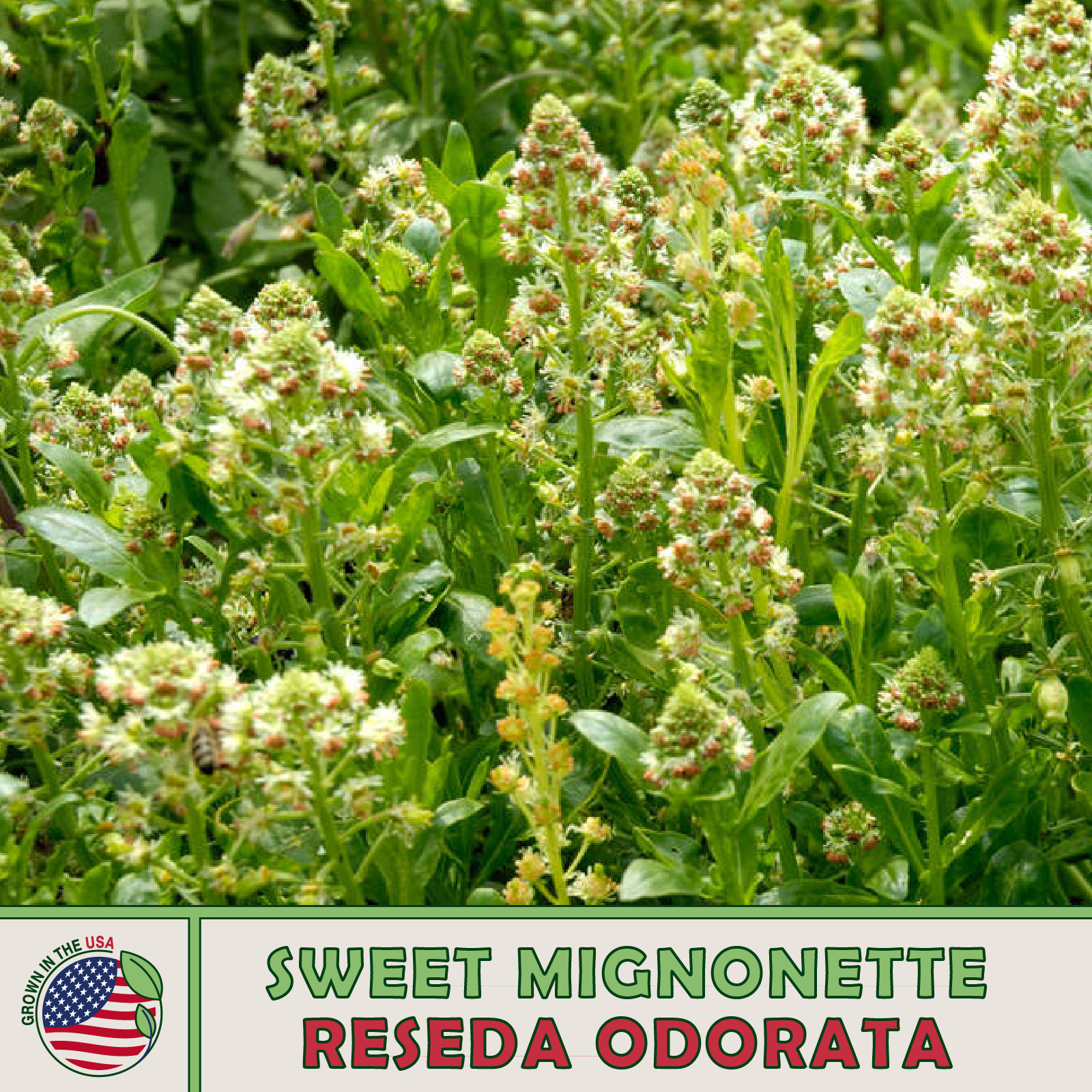 500 Sweet Mignonette Seeds, Reseda odorata, Aromatherapy & Medicinal Plant