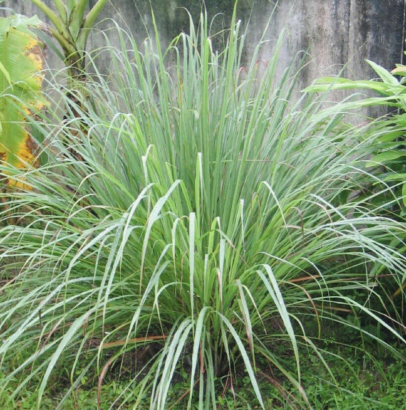 5 Stalks Of Lemon Grass ( 5 Cây Xả). Ready To Plant