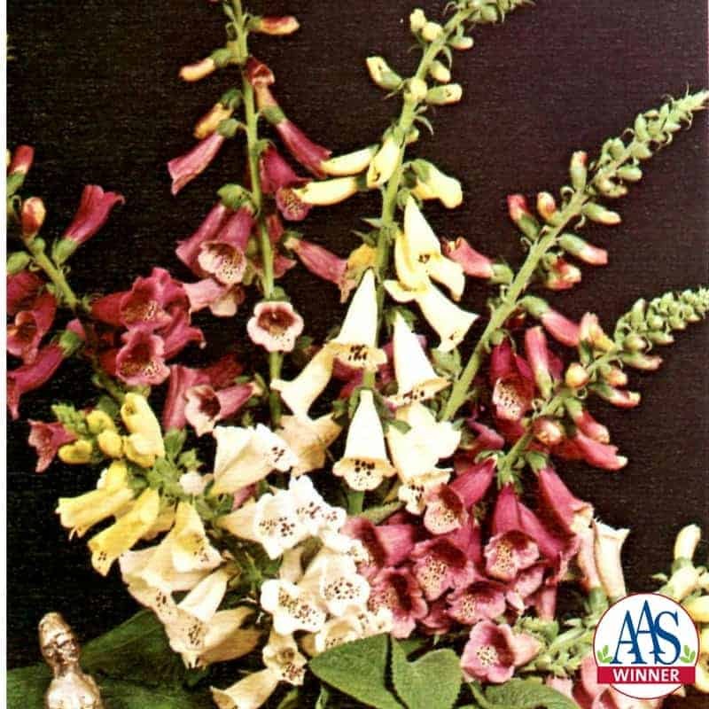 10000 Seeds Digitalis Purpurea Foxglove Foxy Wildflower Seed – AAS Winner