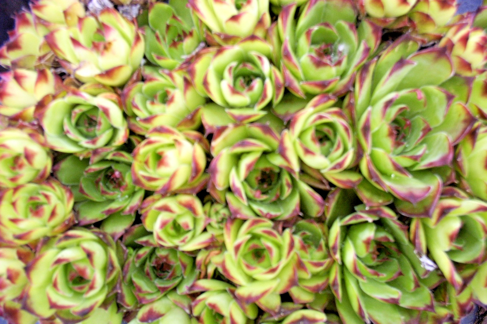 Hen and chicks 200 seeds large mix of varieties and colors sempervivum