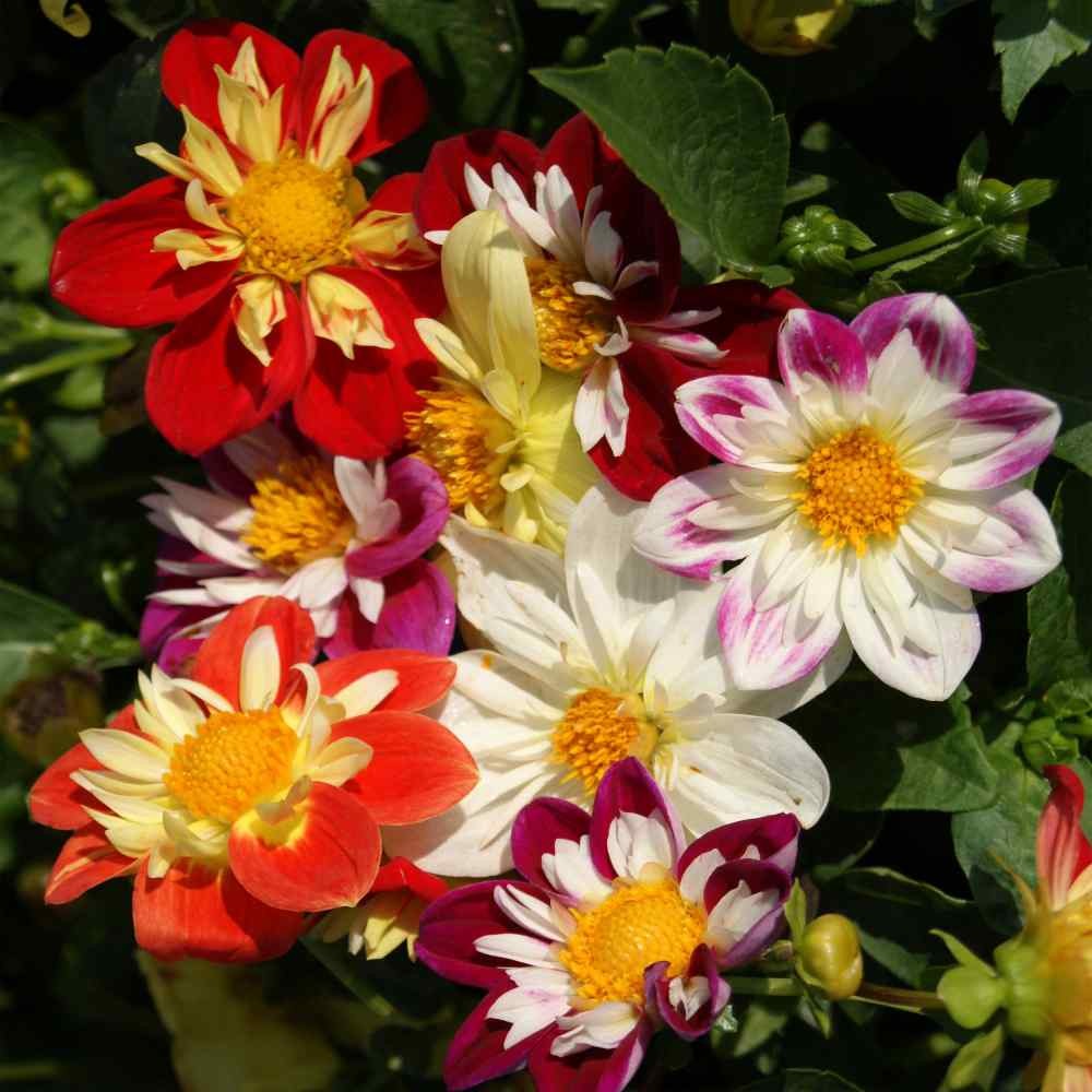 500 Seeds Dahlia Seeds – Dahlia Variabilis Dandy Mix Flower Seed