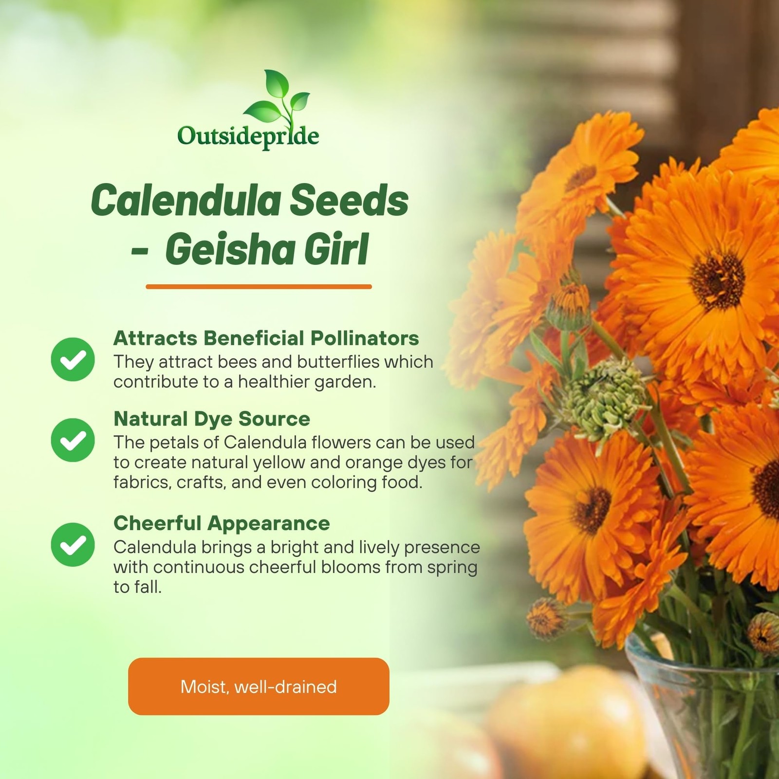 1000 Seeds Pot Marigold Seeds Drought Resistant Calendula Officinalis