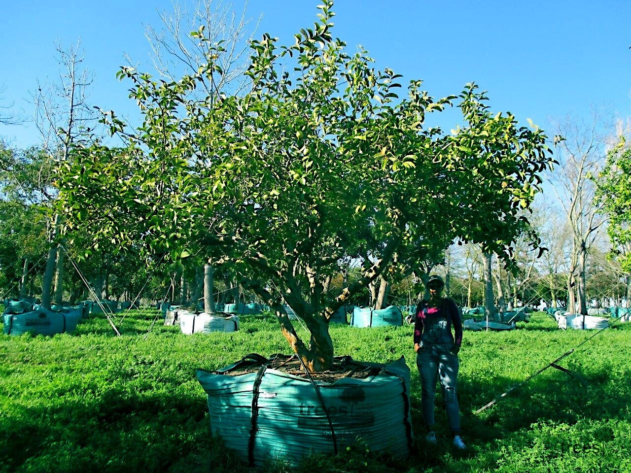100 Lemon Apple Pink Guava Tree Fruit Seeds ‘Ruby Supreme’ Plant Psidium guajava