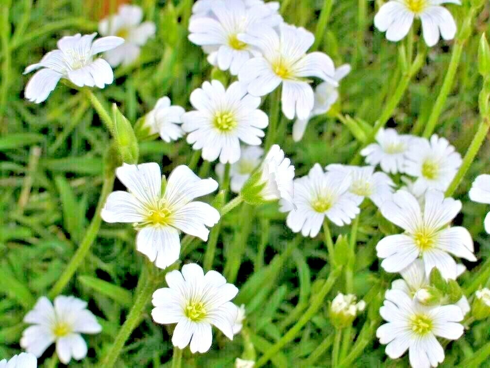 501+SNOW IN SUMMER Flower Seeds Perennial Flowering Groundcover Drought Tolerant