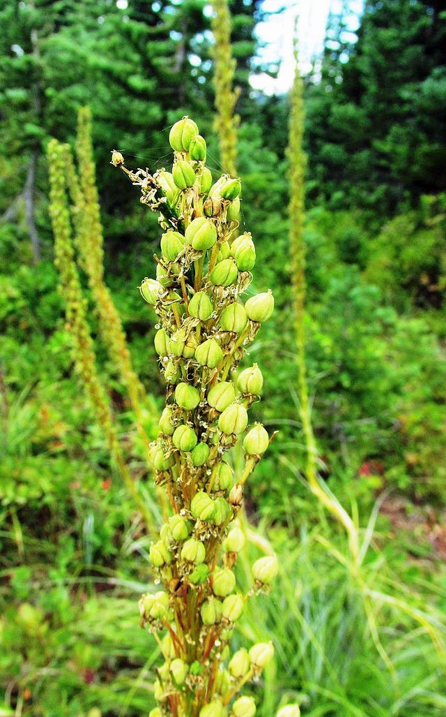 Xerophyllum tenax | Beargrass | 100 Seeds