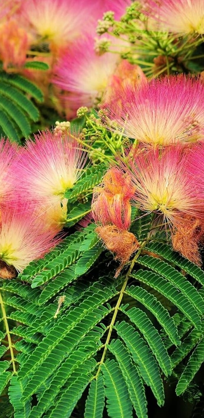 Mimosa Tree Seeds (Albizia julibrissin) Persian Pink Silk Flower Plant Bonsai