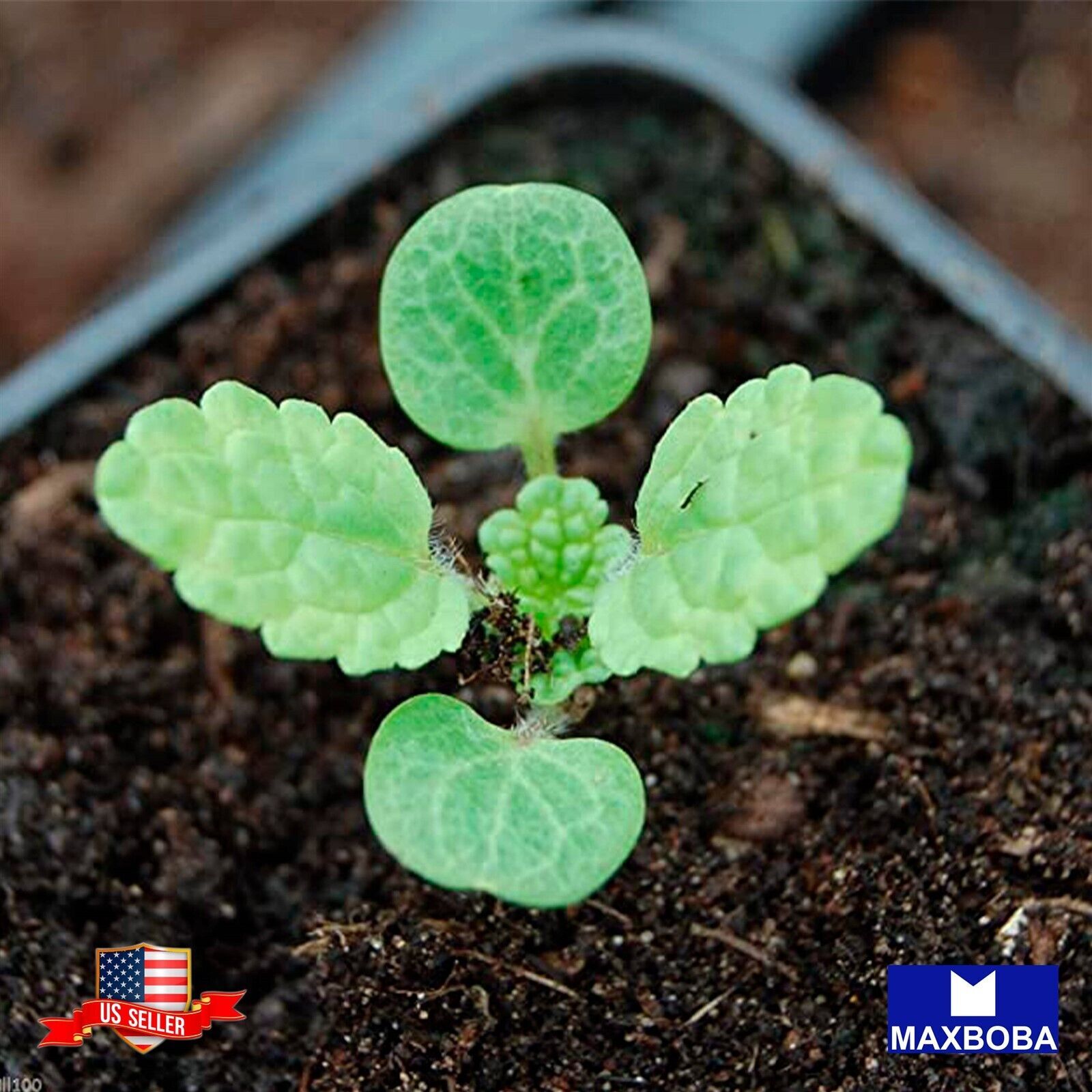 Fresh! Bells of Ireland Seeds Moluccella laevis Non-GMO Herb Garden