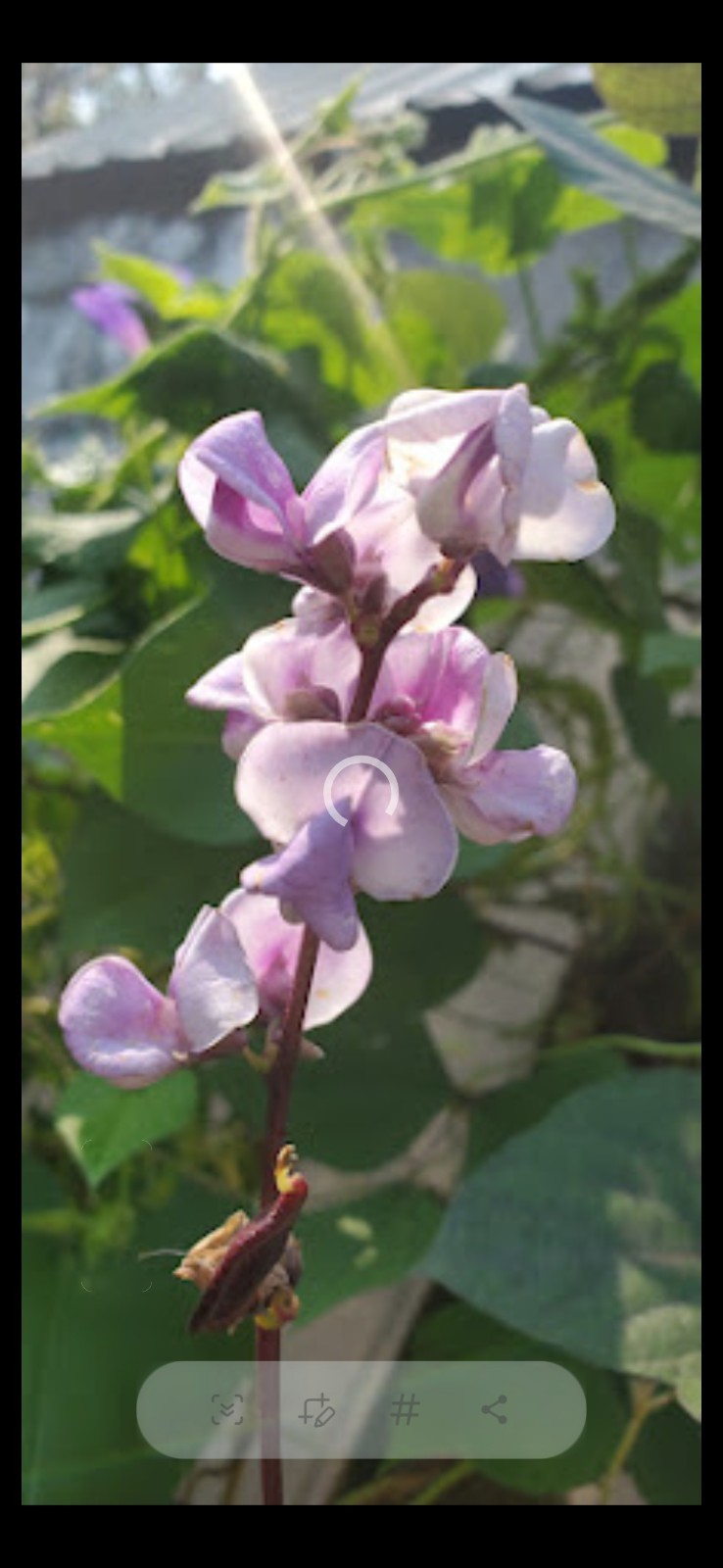Purple Hyacinth Bean Vine 20. Seeds. 2025 Harvest