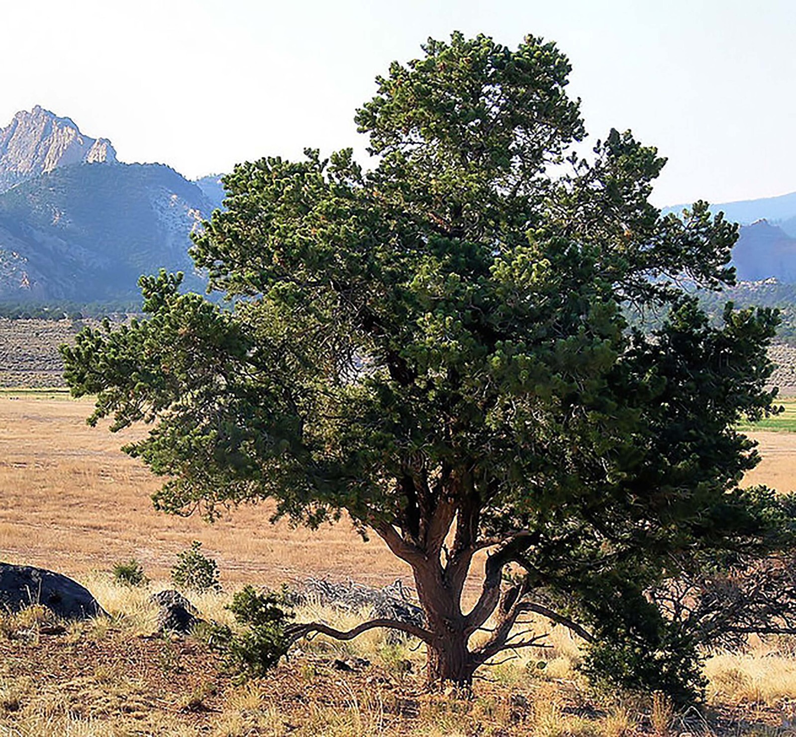 Colorado Pinyon Pine, Pinus cembroides Edulis, Tree Seeds