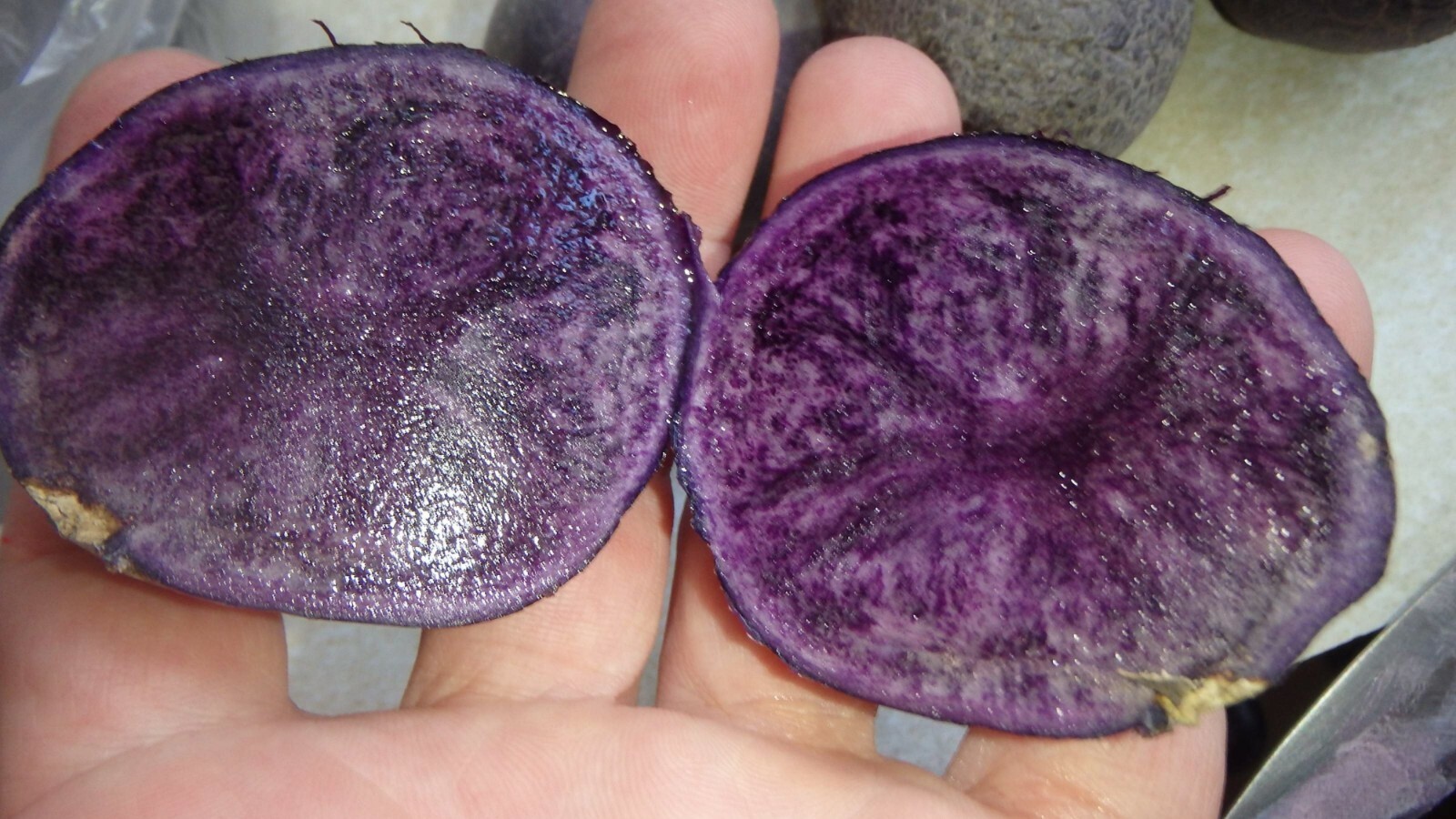 ORGANIC All Blue 5 Potato tubers, Purple Potato Solanum tuberosum Unique garden
