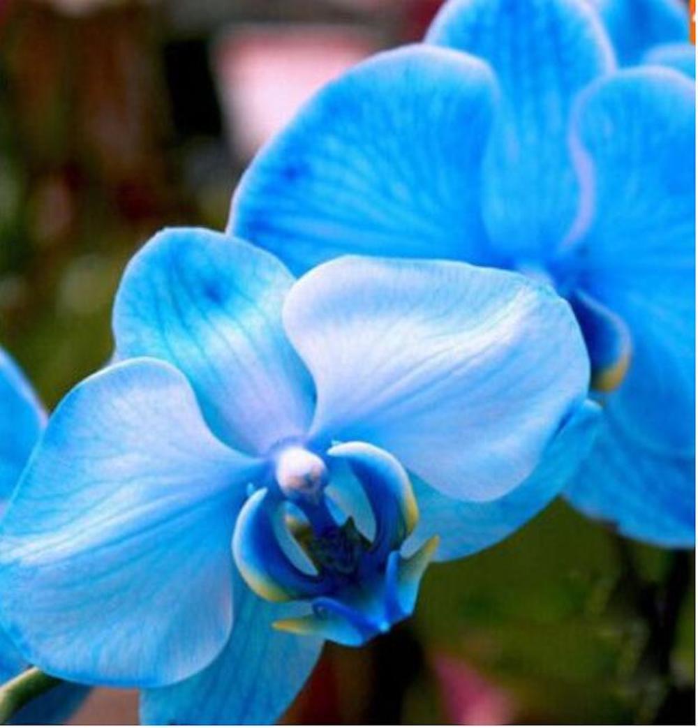 20 ORCHID FLOWER SEEDS rare exotic blossom bloom house plant garden germination