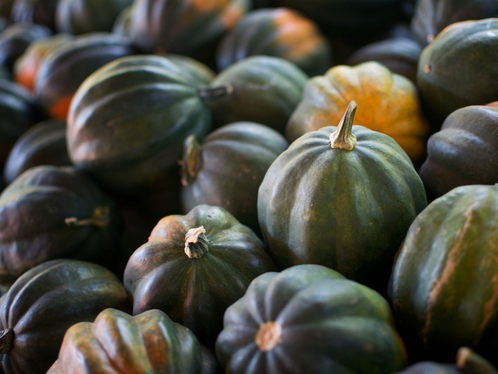 ACORN SQUASH 5 VEGETABLE SEEDS FREE USA SHIPPING