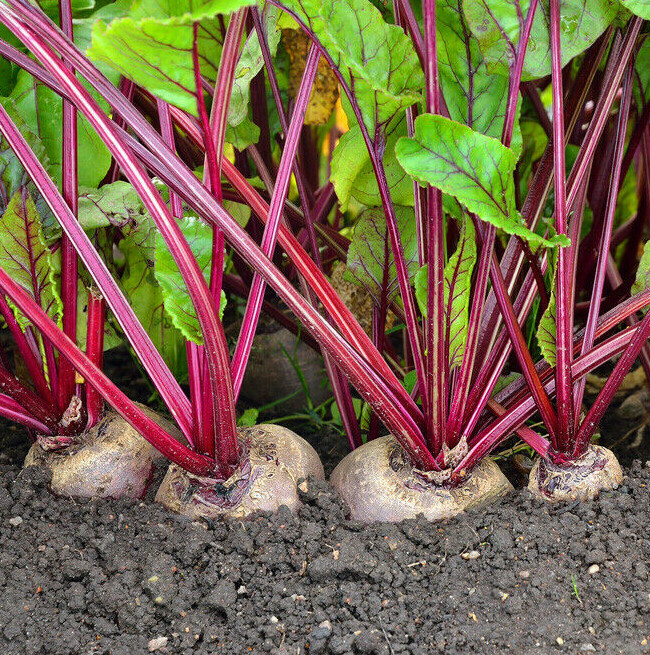 Detroit Dark Red Beet Seeds | Ruby Harvard Blood Turnip Vegetable Seed 2024 NEW