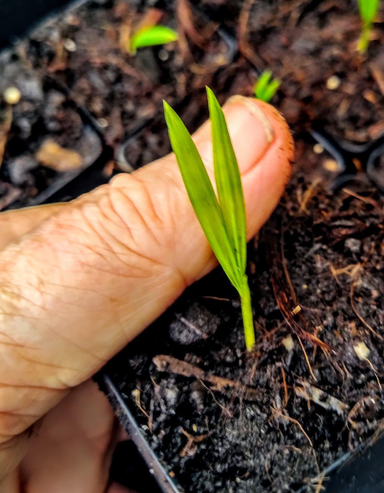 Live RED SEALING WAX PALM (Cyrtostachys renda)